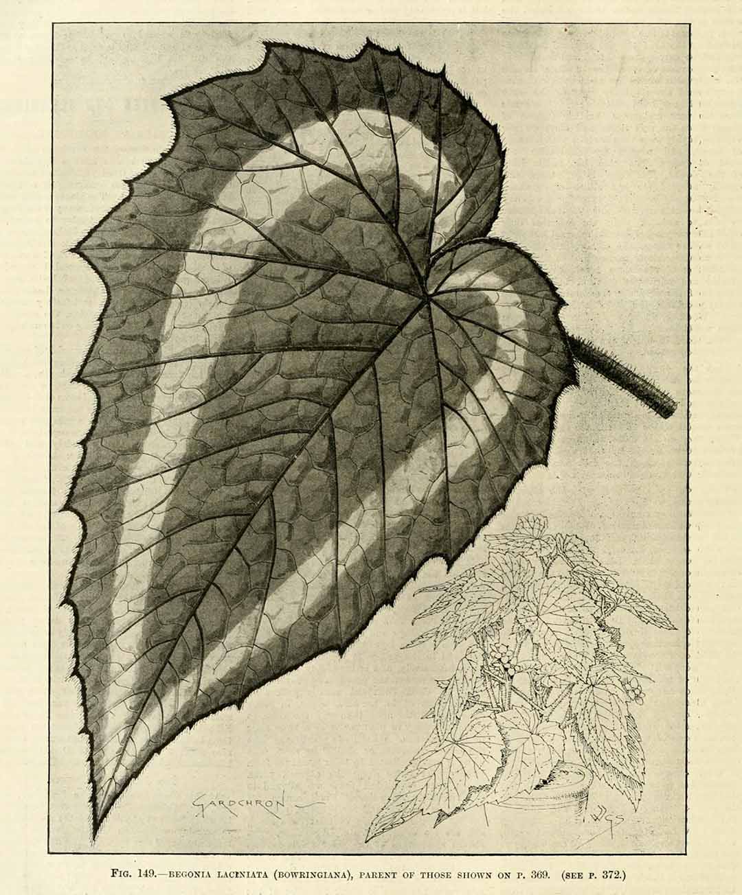 B. laciniata